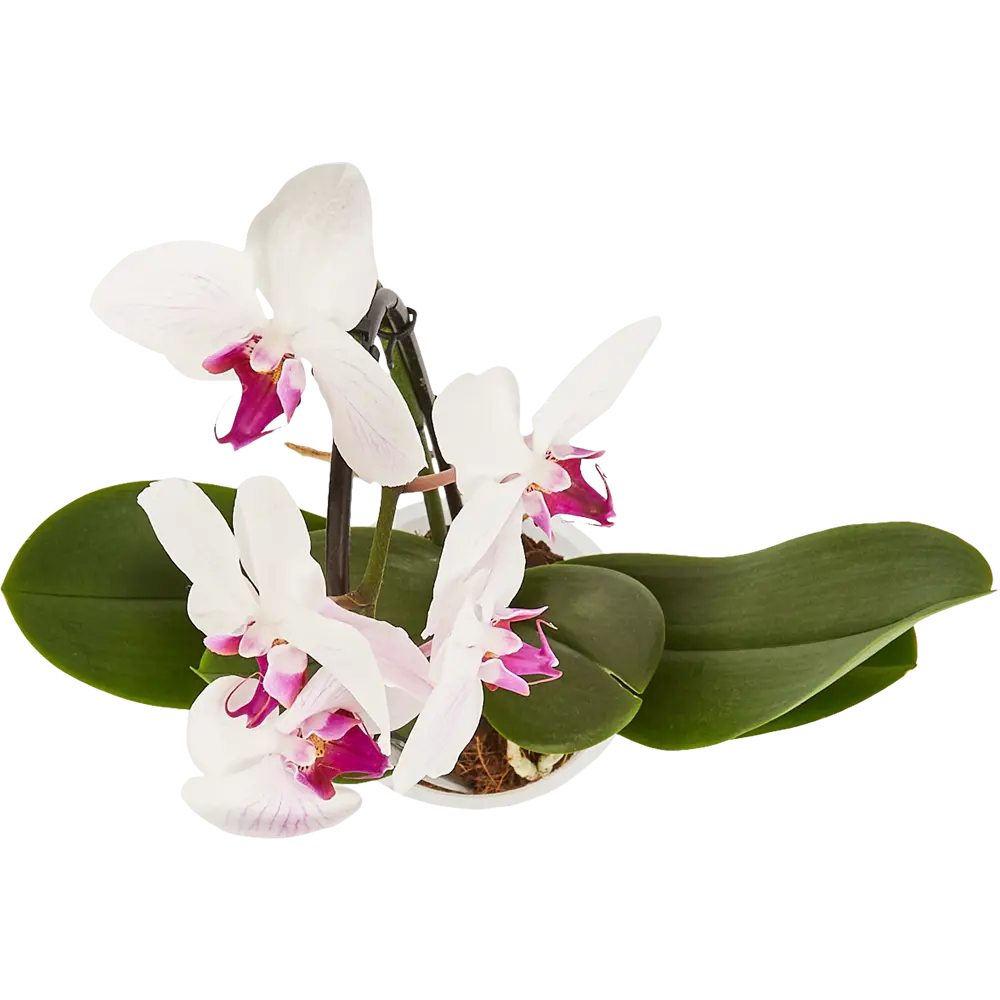 Леруа мерлен орхидея в горшке. Орхидея фаленопсис Каскад. Фаленопсис Merlin. Орхидея фаленопсис Каскад d12 h45. Голландский фаленопсис каскадный белый с пятнами.