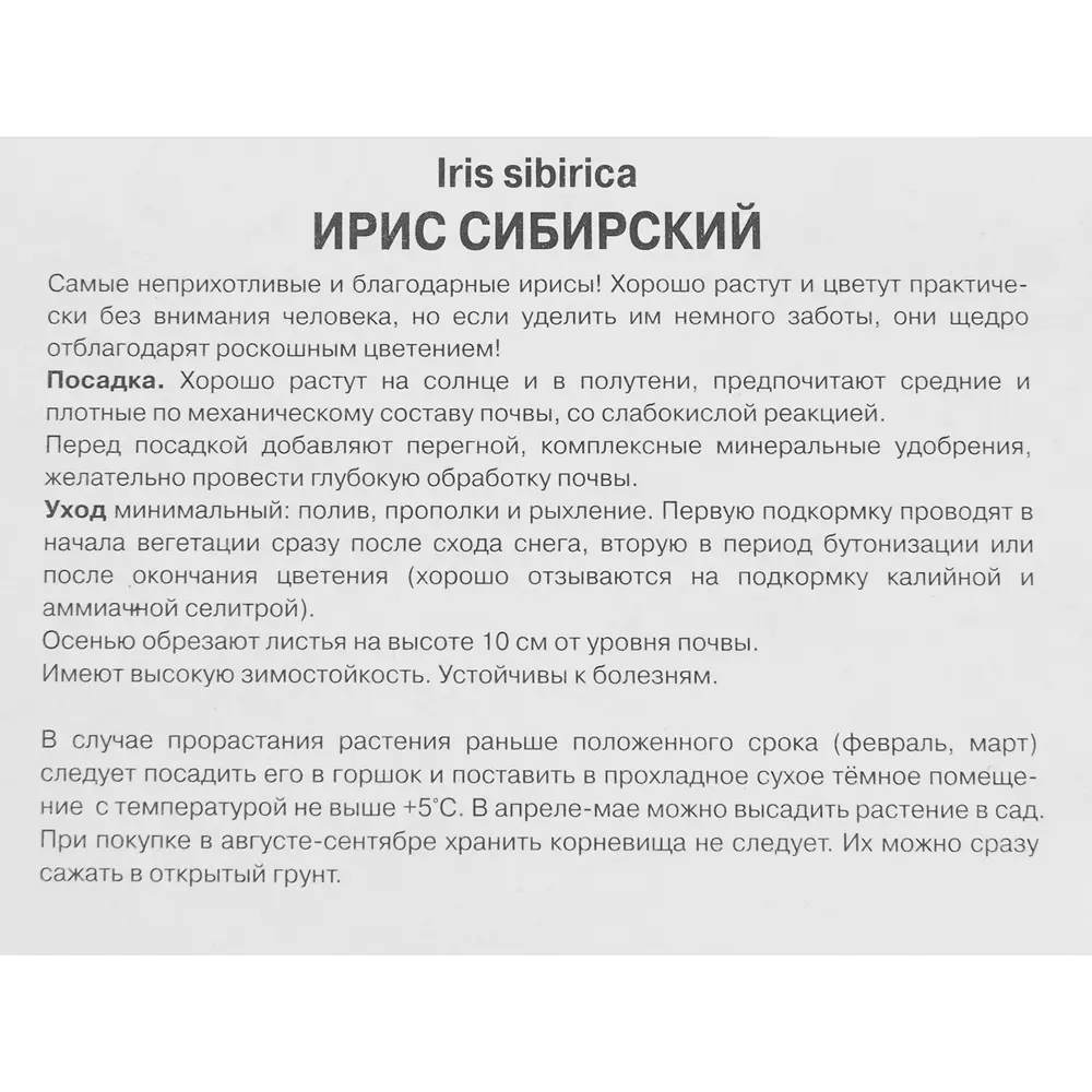 Ирис сибирский Шугар Раш 1 шт. по цене 355 ₽/шт. купить во Владикавказе в  интернет-магазине Леруа Мерлен