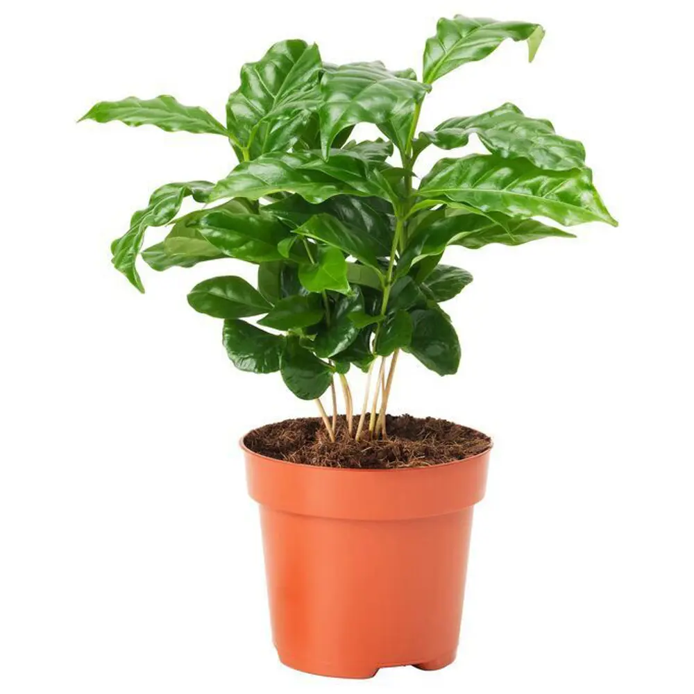 Домашние растения кофе арабика. Кофе Арабика растение. Комнатное растение Coffea Arabica. Кофейное дерево Арабика. Кофе Arabica растение Горшечное.