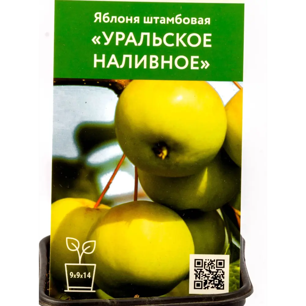 Яблоня Уральское наливное h80 см ✳️ купить по цене 587 ₽/шт. в Ижевске с  доставкой в интернет-магазине Леруа Мерлен