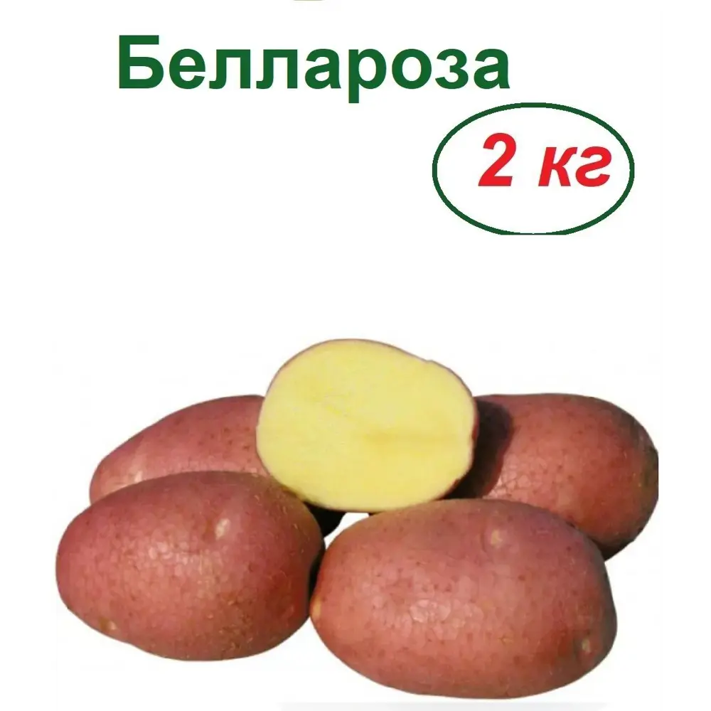 Беллароза картофель характеристика отзывы вкусовые. Картофель семенной 2кг ранний Беллароза. Сорт картофеля Беллароза. Картофель Беллароза белая. Картофель Беллароза описание сорта.