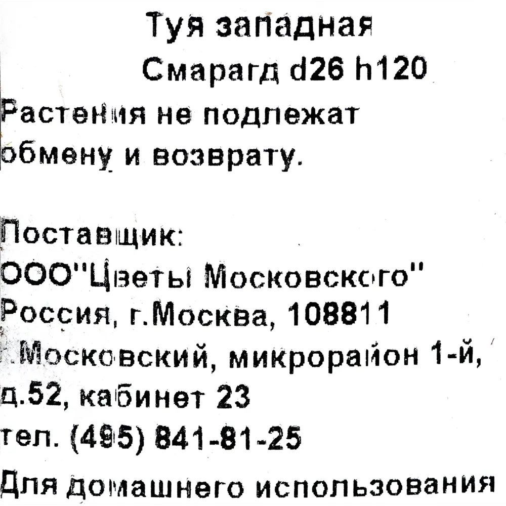 Туя западная «Смарагд» 3.3 л h120 см ✳️ купить по цене 3998 ₽/шт. в  Набережных Челнах с доставкой в интернет-магазине Леруа Мерлен