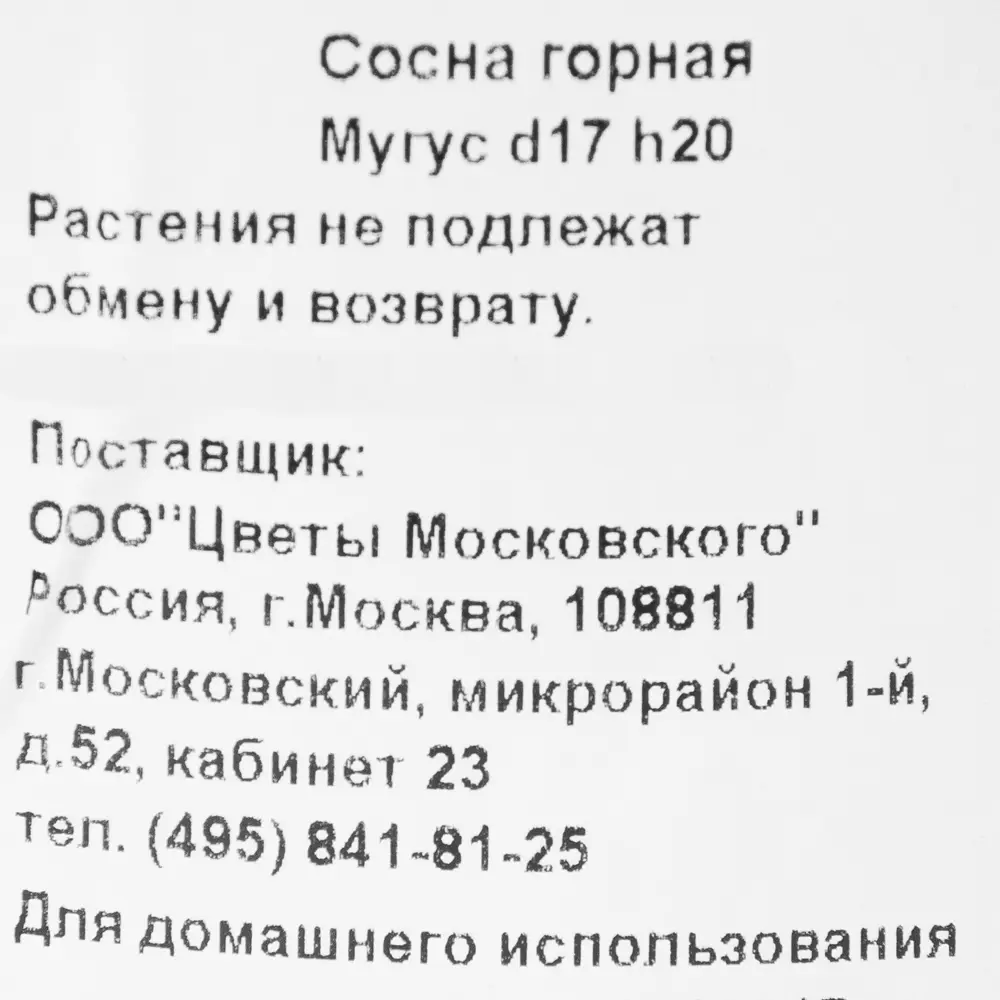 Сосна горная «Мугус» 2 л h20 см ✳️ купить по цене 1111 ₽/шт. в Ставрополе с  доставкой в интернет-магазине Леруа Мерлен