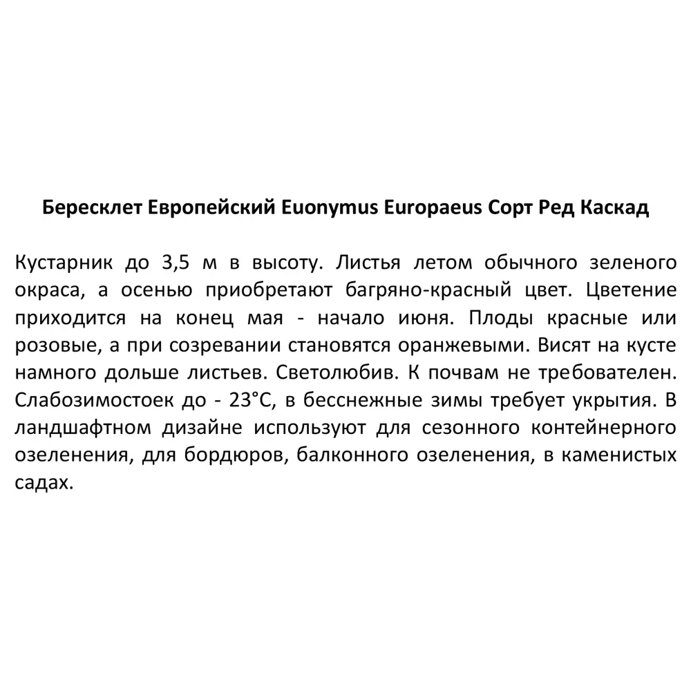 Бересклет европейский Ред Каскад ø15 h15 см ✳️ купить по цене 558 ₽/шт. в  Новороссийске с доставкой в интернет-магазине Леруа Мерлен