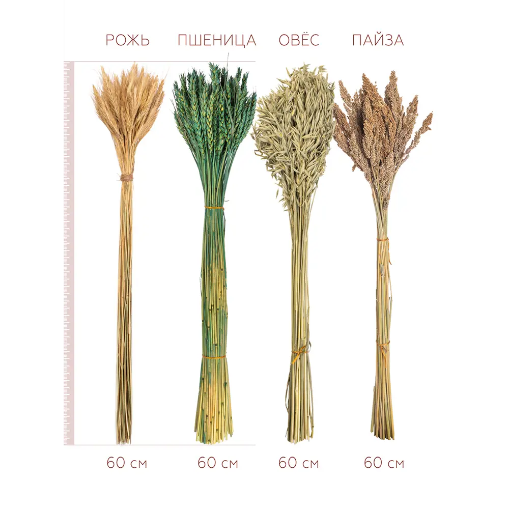 Набор натуральный из 4 культур: пшеница зеленая, овес, рожь, пайза ✳️  купить по цене 990 ₽/шт. во Владикавказе с доставкой в интернет-магазине  Леруа ...