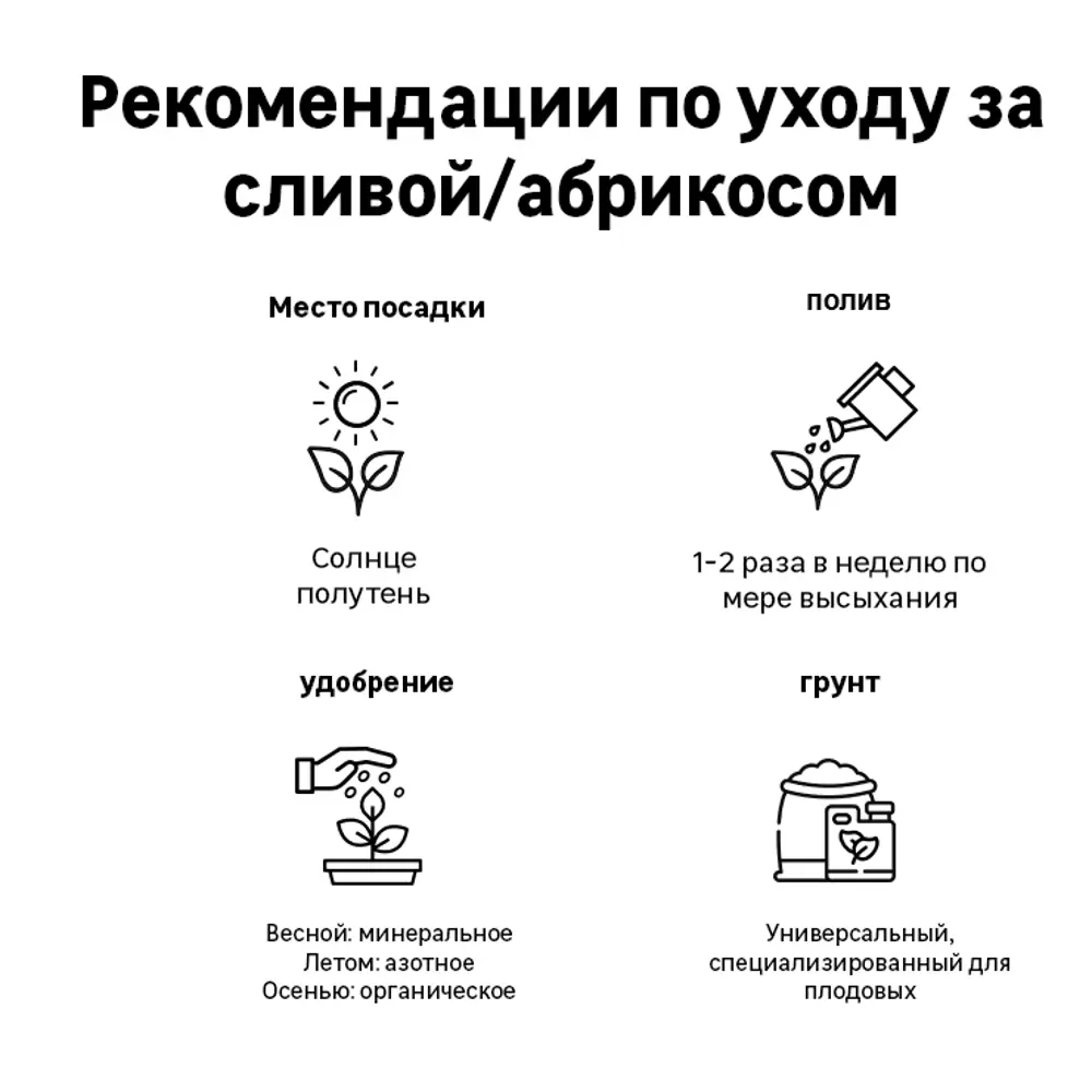 Абрикос «Шалах» C7 высота 150-180 см ✳️ купить по цене 504 ₽/шт. в  Краснодаре с доставкой в интернет-магазине Леруа Мерлен