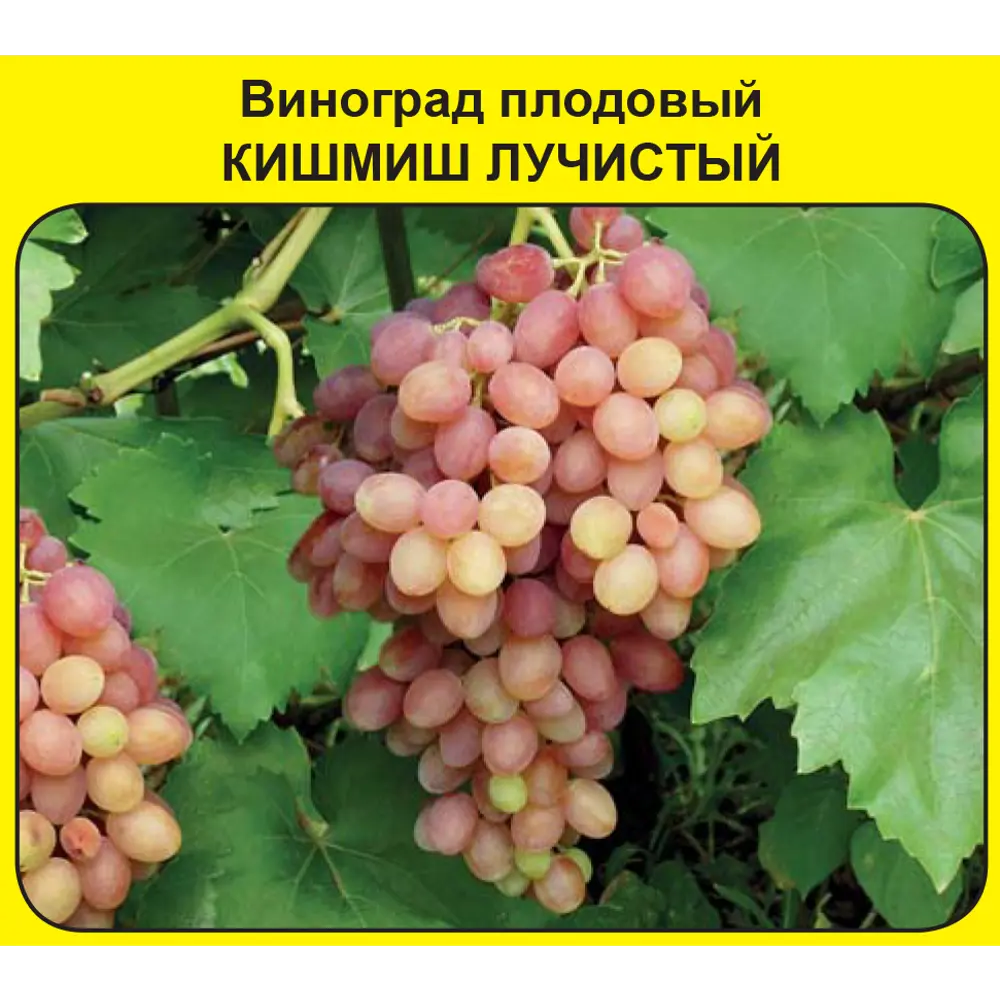 Виноград плодовый «Кишмиш лучистый» по цене 333 ₽/шт. купить в Калуге в  интернет-магазине Леруа Мерлен