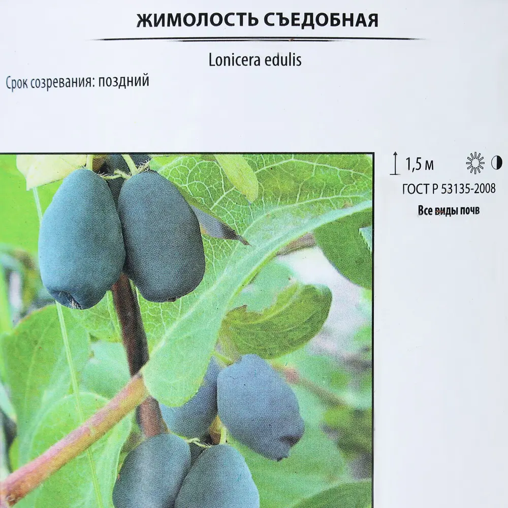 Жимолость съедобная «Челябинка», контейнер 2 л ✳️ купить по цене 798 ₽/шт.  в Москве с доставкой в интернет-магазине Леруа Мерлен