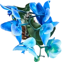 Бывают ли синие и голубые орхидеи?