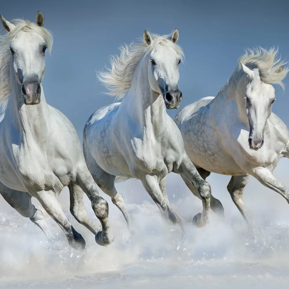 Скачут лошадки песня. Лошади. Лошадь бежит. Красивые лошади. Тройка белых лошадей.