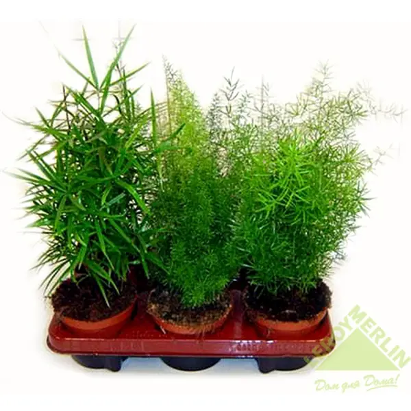 Аспарагус Сетацеус 12х20-50 см декоративно лиственное растение шеффлера мик ø8 h15 25 см