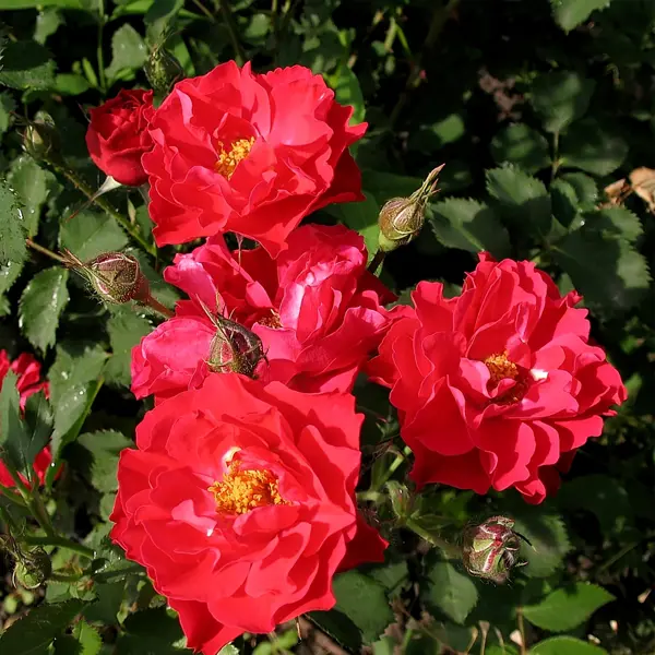Роза парковая канадская «Джон Франклин», 3.5 л в Москве – купить по низкой цене в интернет-магазине Леруа Мерлен