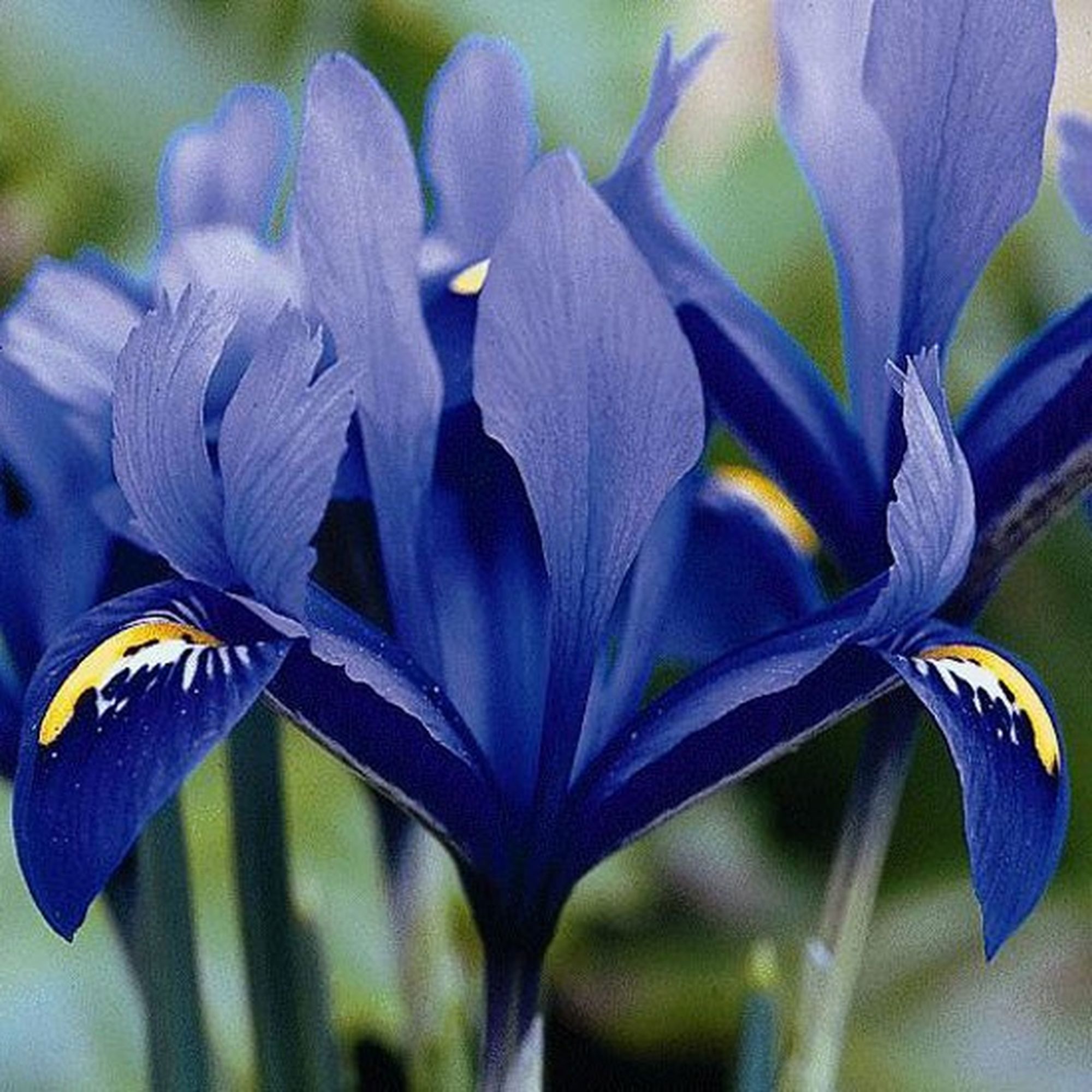 Ирис (Iris reticulata) 'Harmony'.