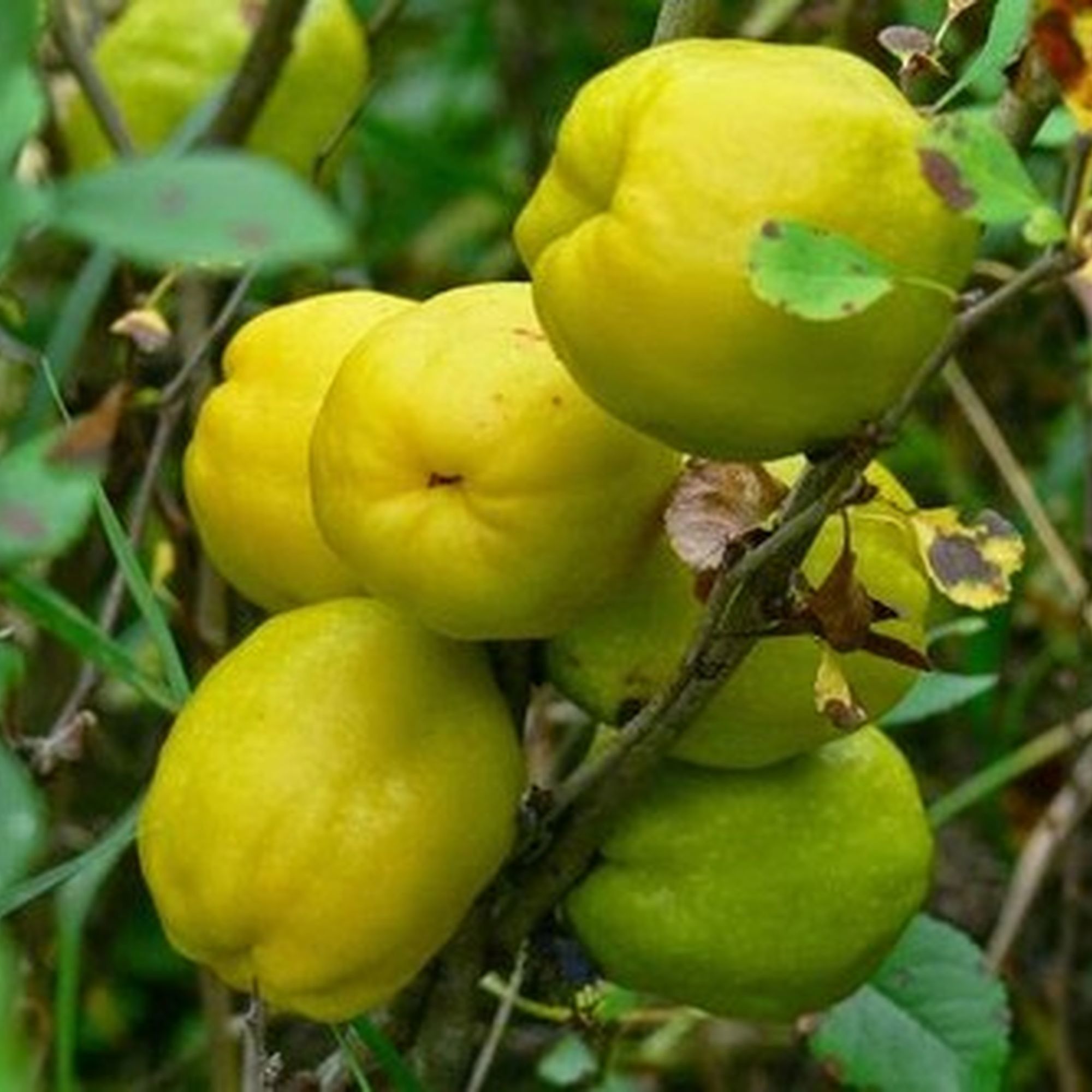 Айва японская лимонник