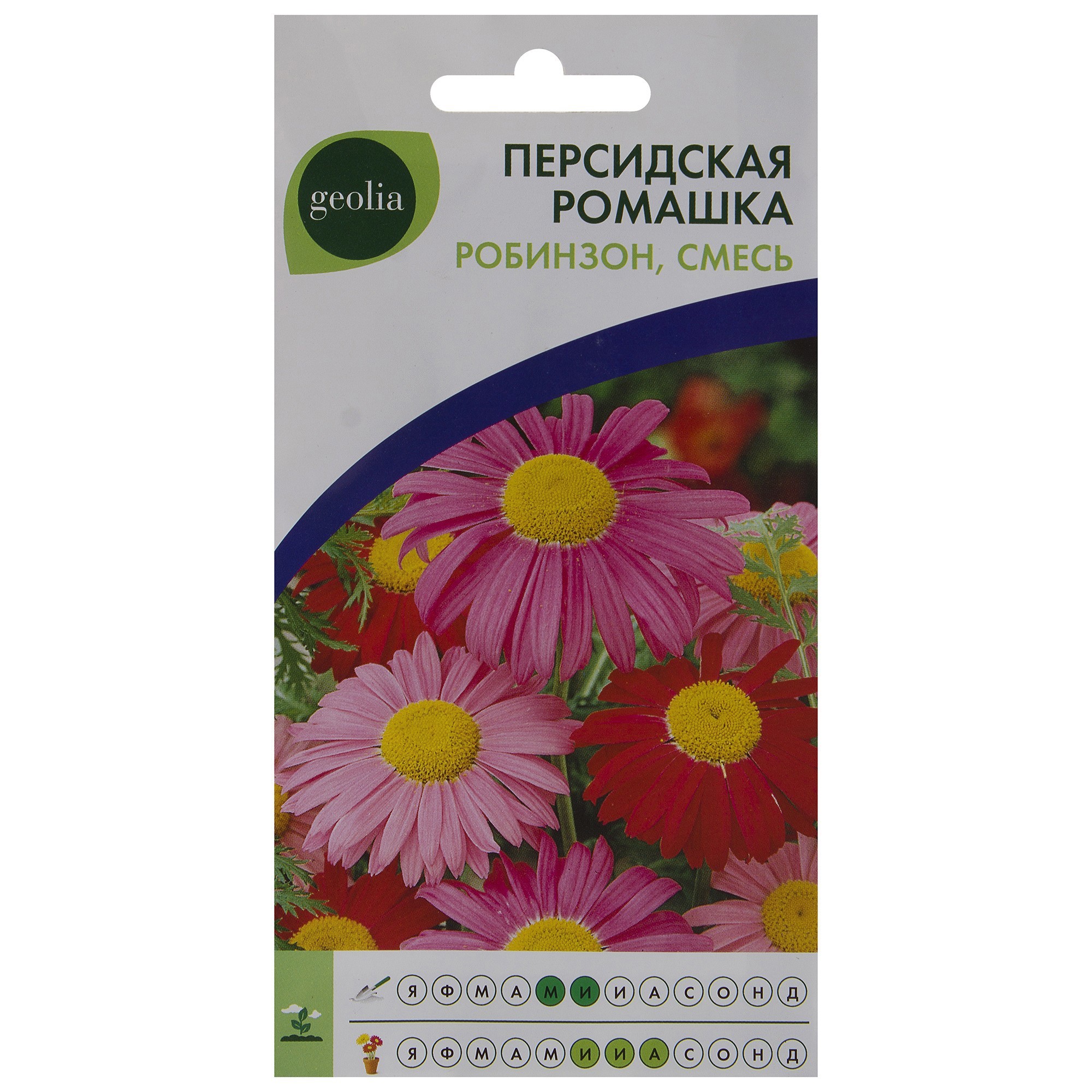 Ромашка персидская Geolia «Робинзон» смесь окрасок ✳️ купить по цене 30  ₽/шт. в Москве с доставкой в интернет-магазине Леруа Мерлен