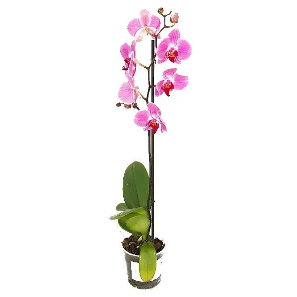 Купить орхидею в рязани промокод цветы столицы