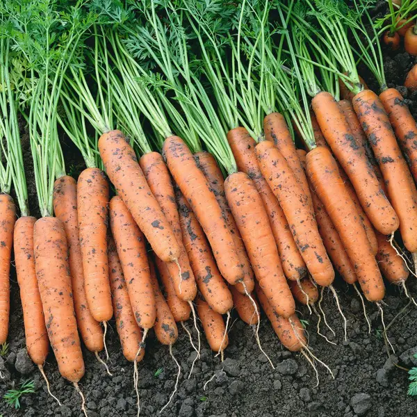 Морковь «Наполи», 150 шт.