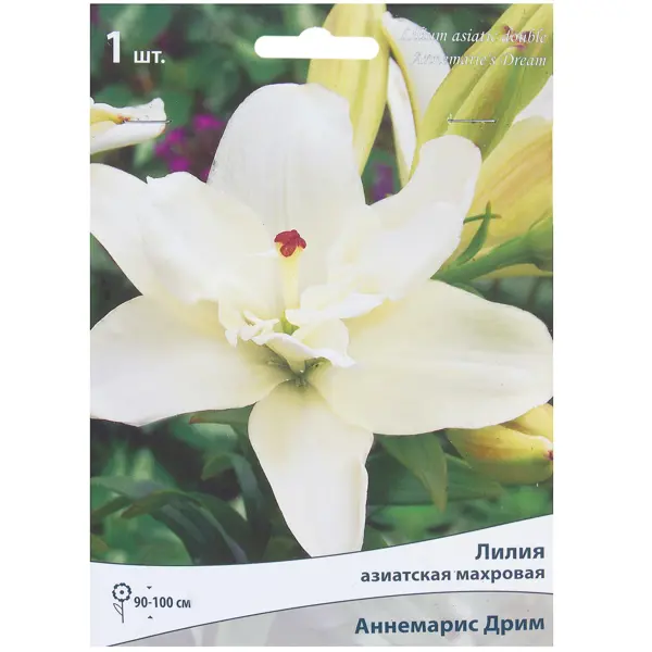 Лилия азиатская махровая «Аннемарис дрим» лилия восточная махровая лотус пьюр луковица 14 16