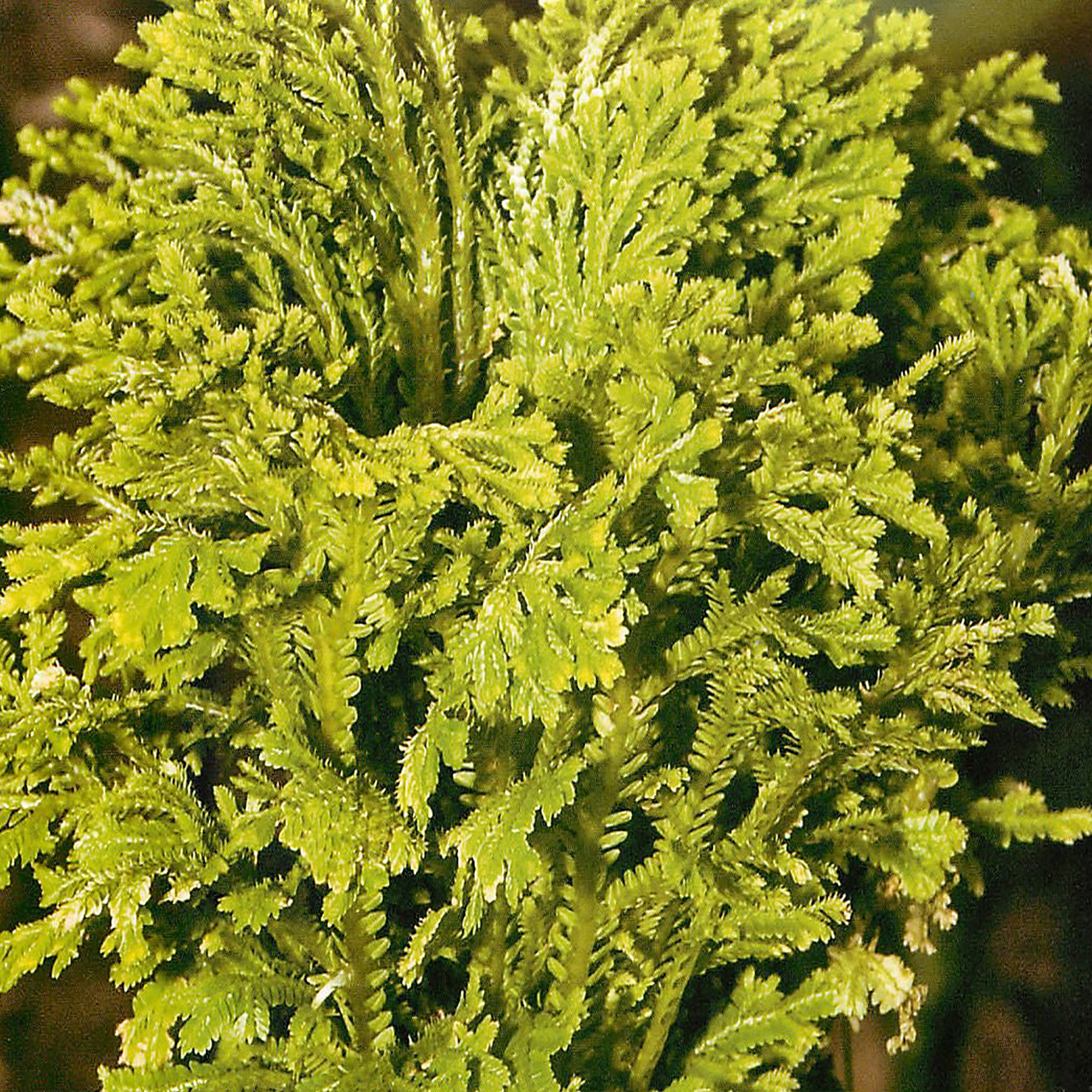 Селагинелла Мартенса (Selaginella martensii)