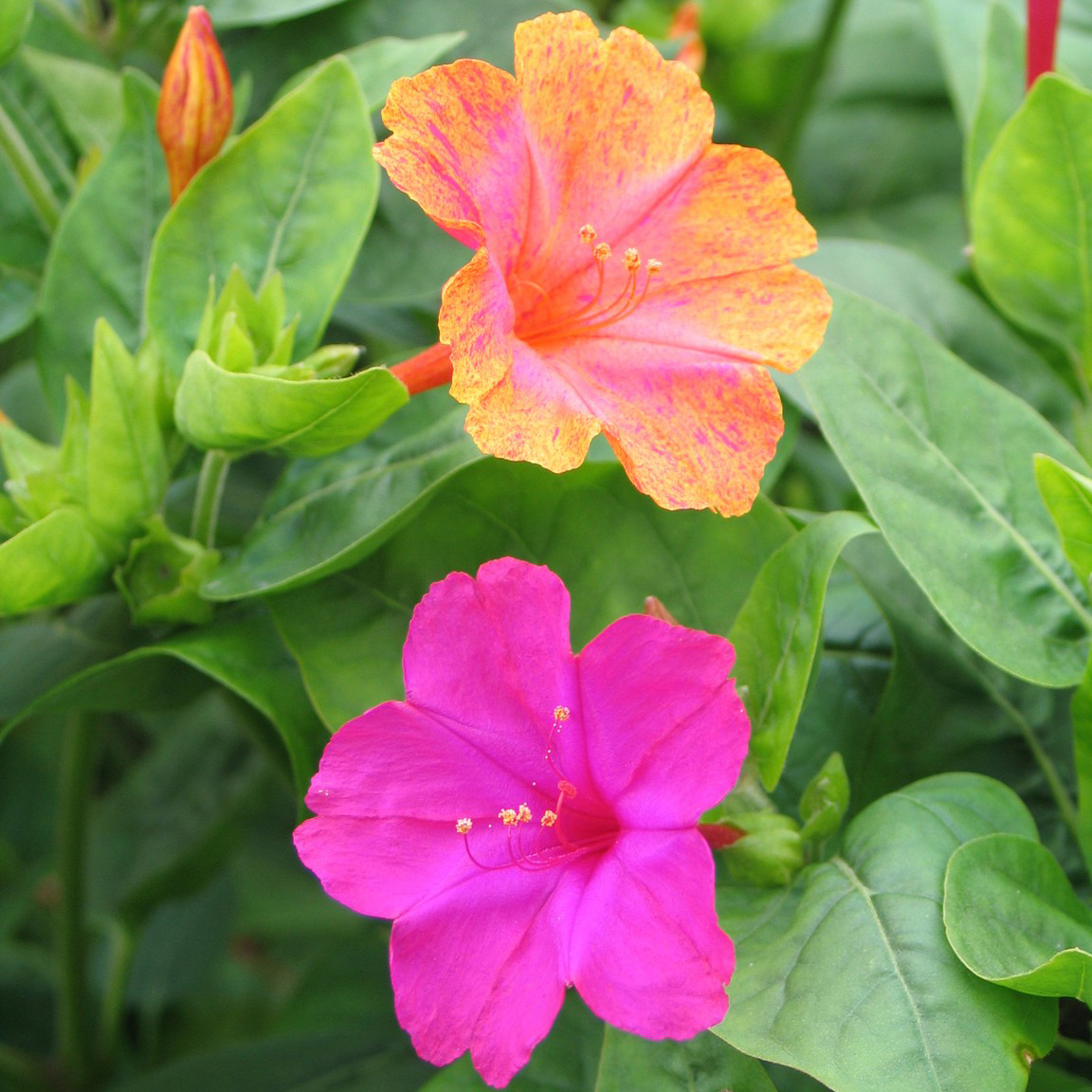 Миранда цветок садовый фото и описание