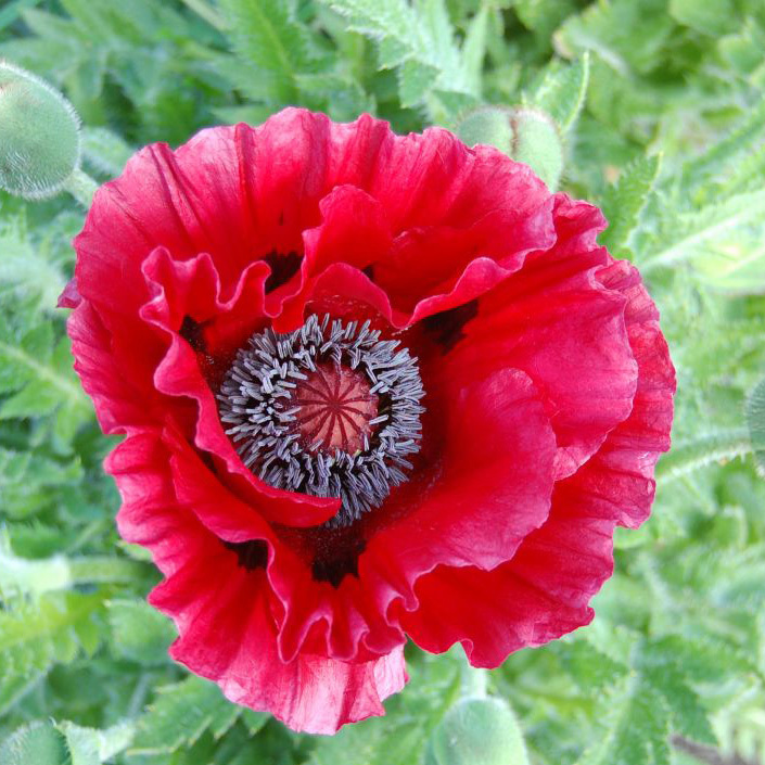 Фото махровых маков. Мак Восточный (Papaver orientale). Мак Papaver Harlem. Мак Восточный папавер. Папавер Мак садовый пионовидный.