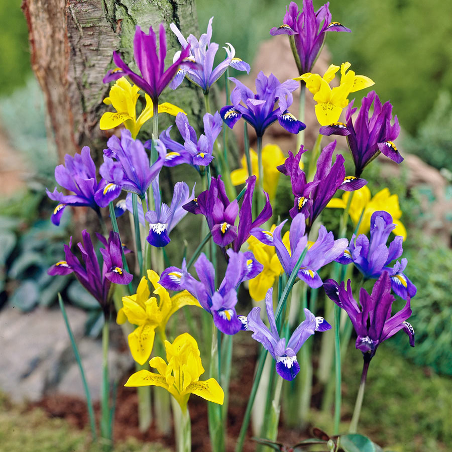 Ирис сетчатый фото и описание