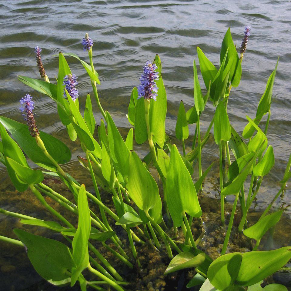какие растения растут у берегов водоема