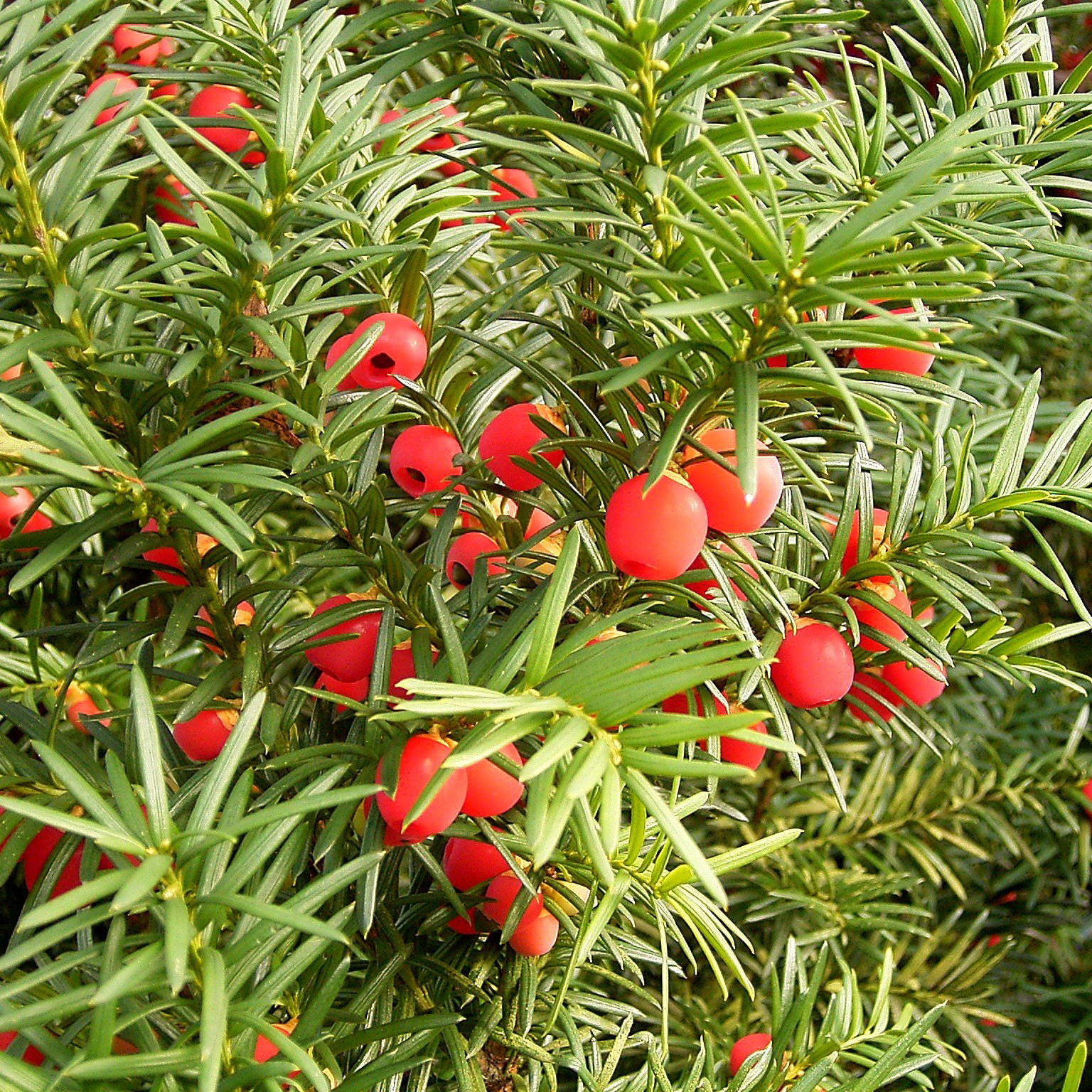 Тис ягодный. Тис ягодный (Taxus baccata p9). Хвоя Тиса ягодного. Хвойные растения Тисс ягодный. Тис коротколистный.