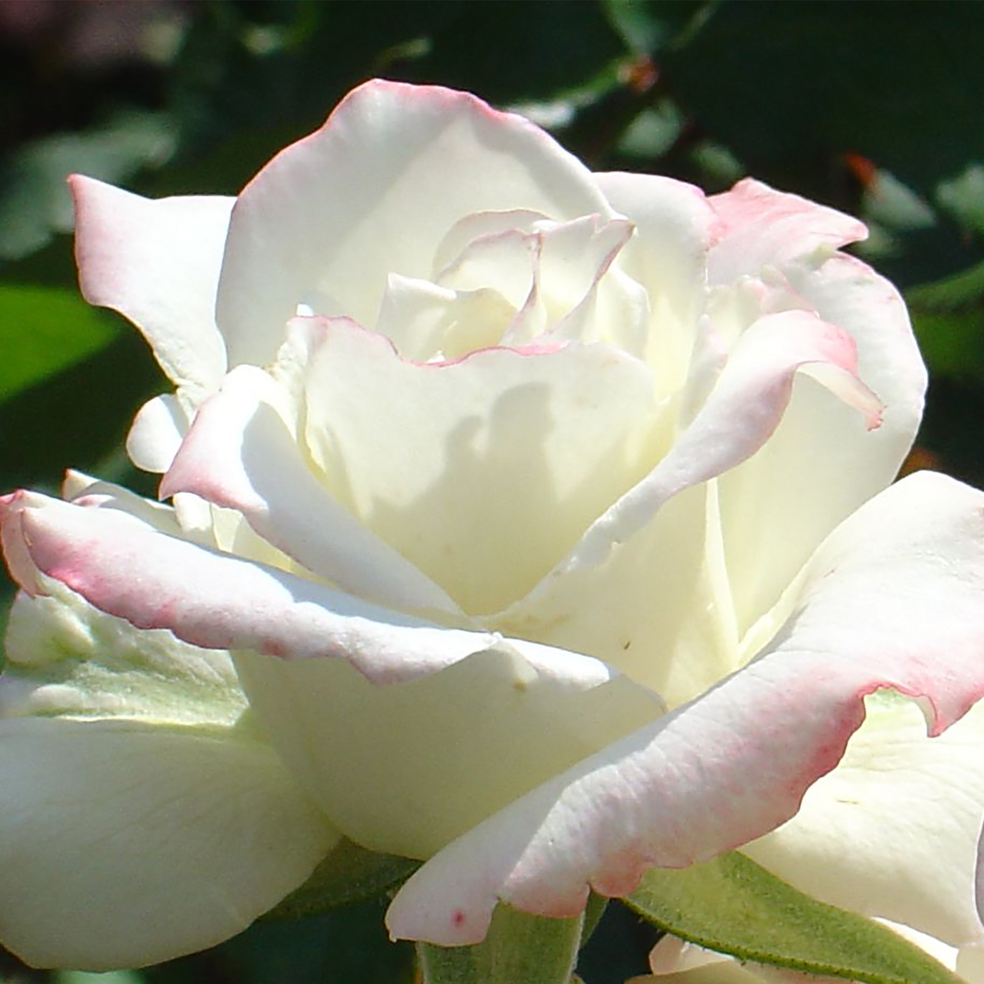 роза афина