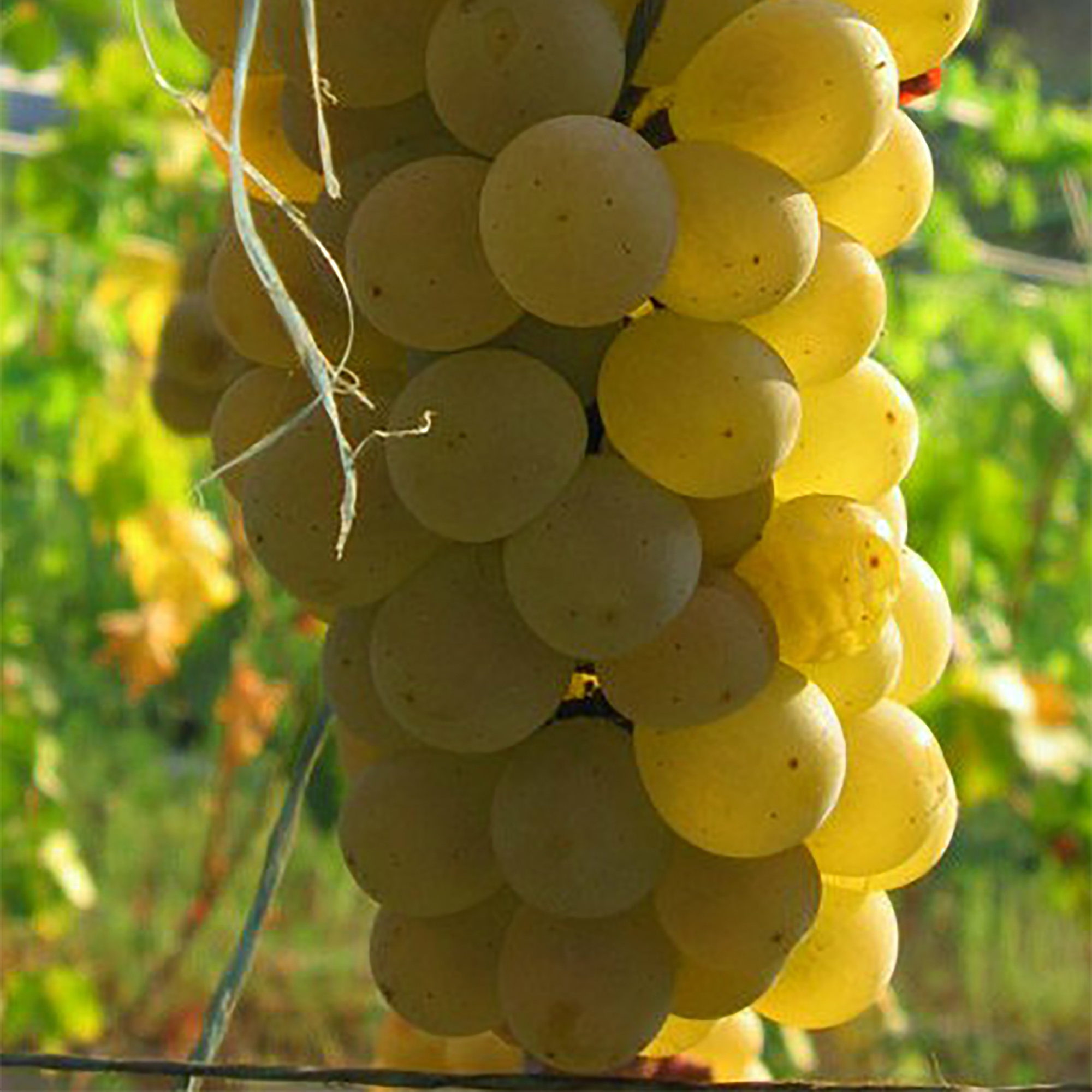 Виноград плодовый Солярис