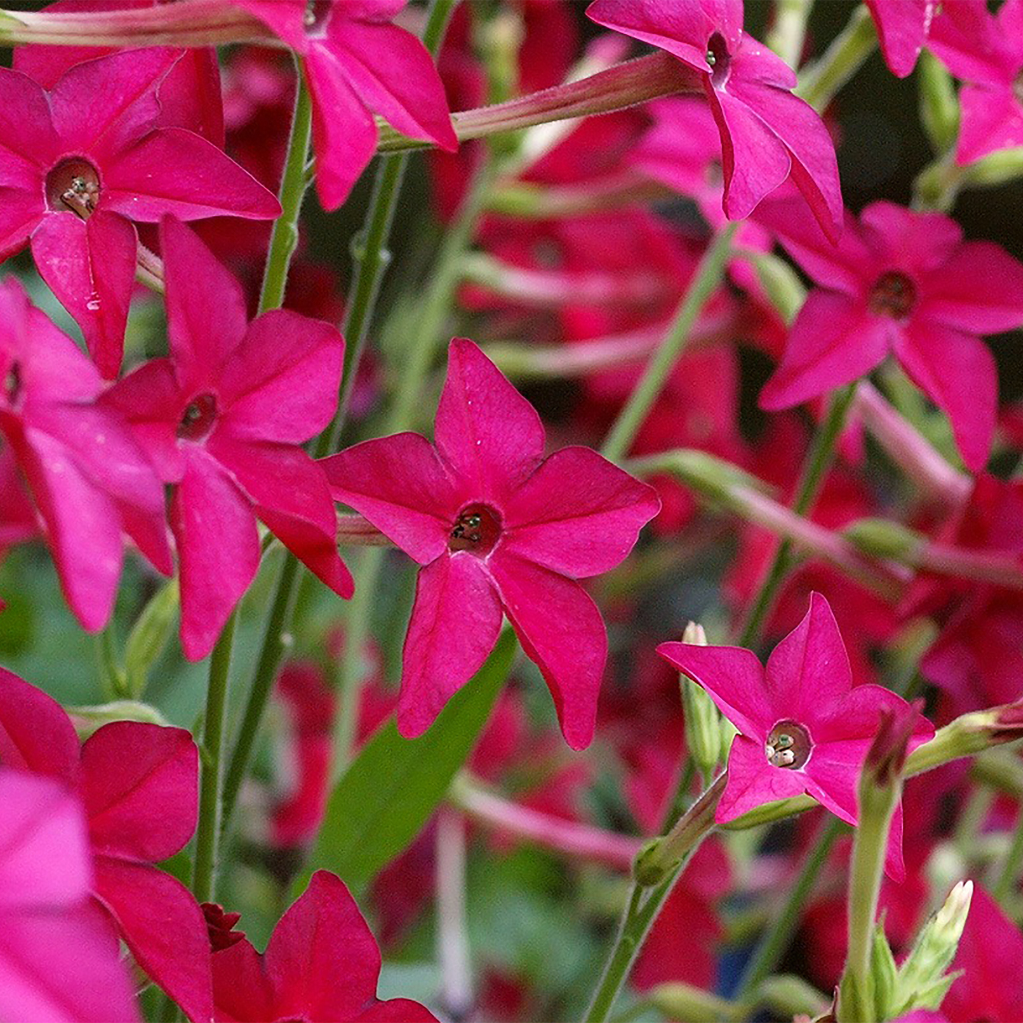 Табак душистый (Nicotiana alata)