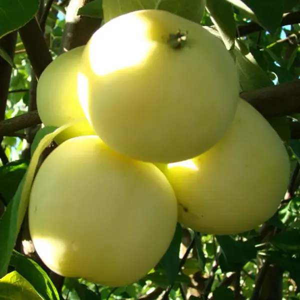 Яблоня «Белый Налив», С5-С7, однолетняя яблоки белый налив россия 500г