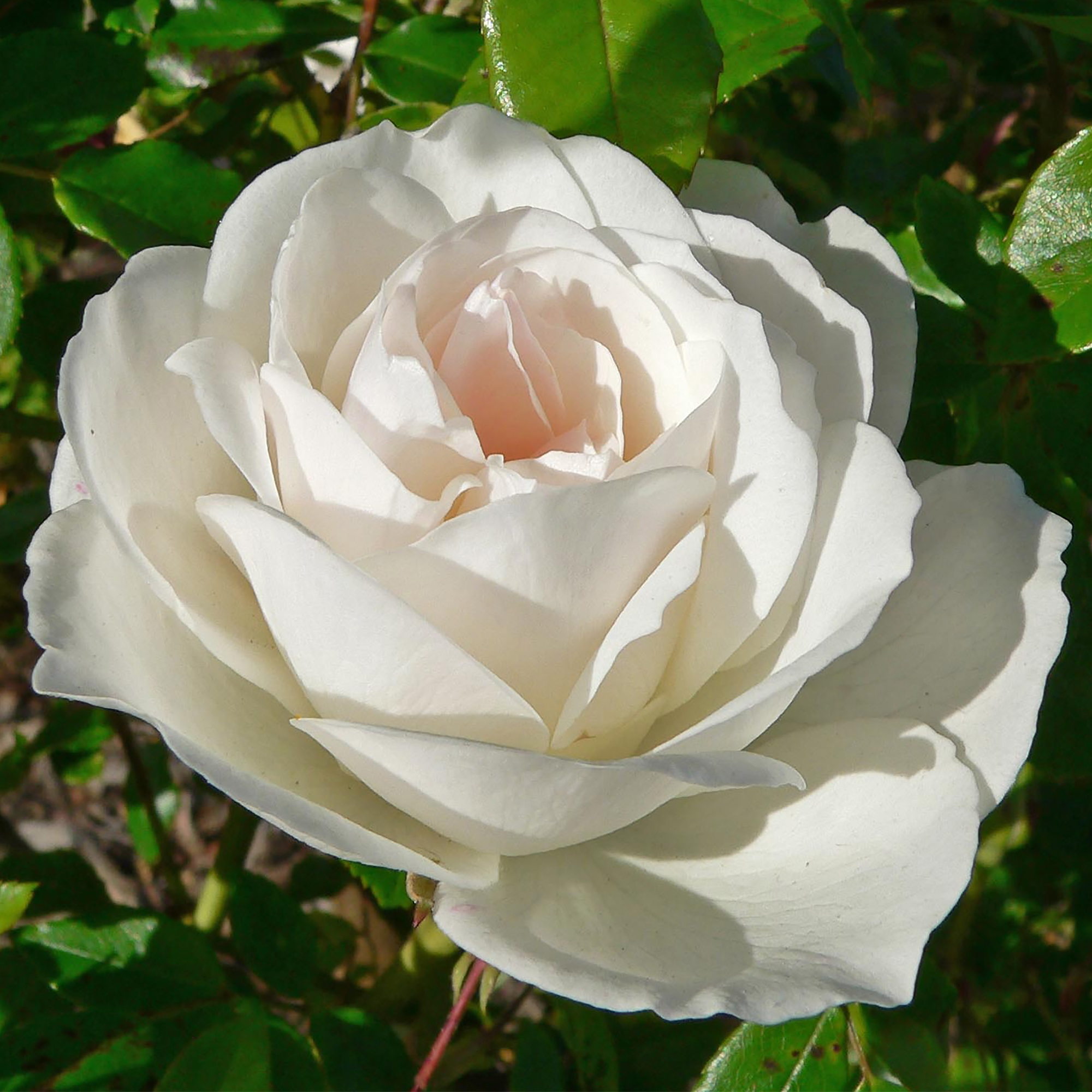 Роза белоснежка фото и описание