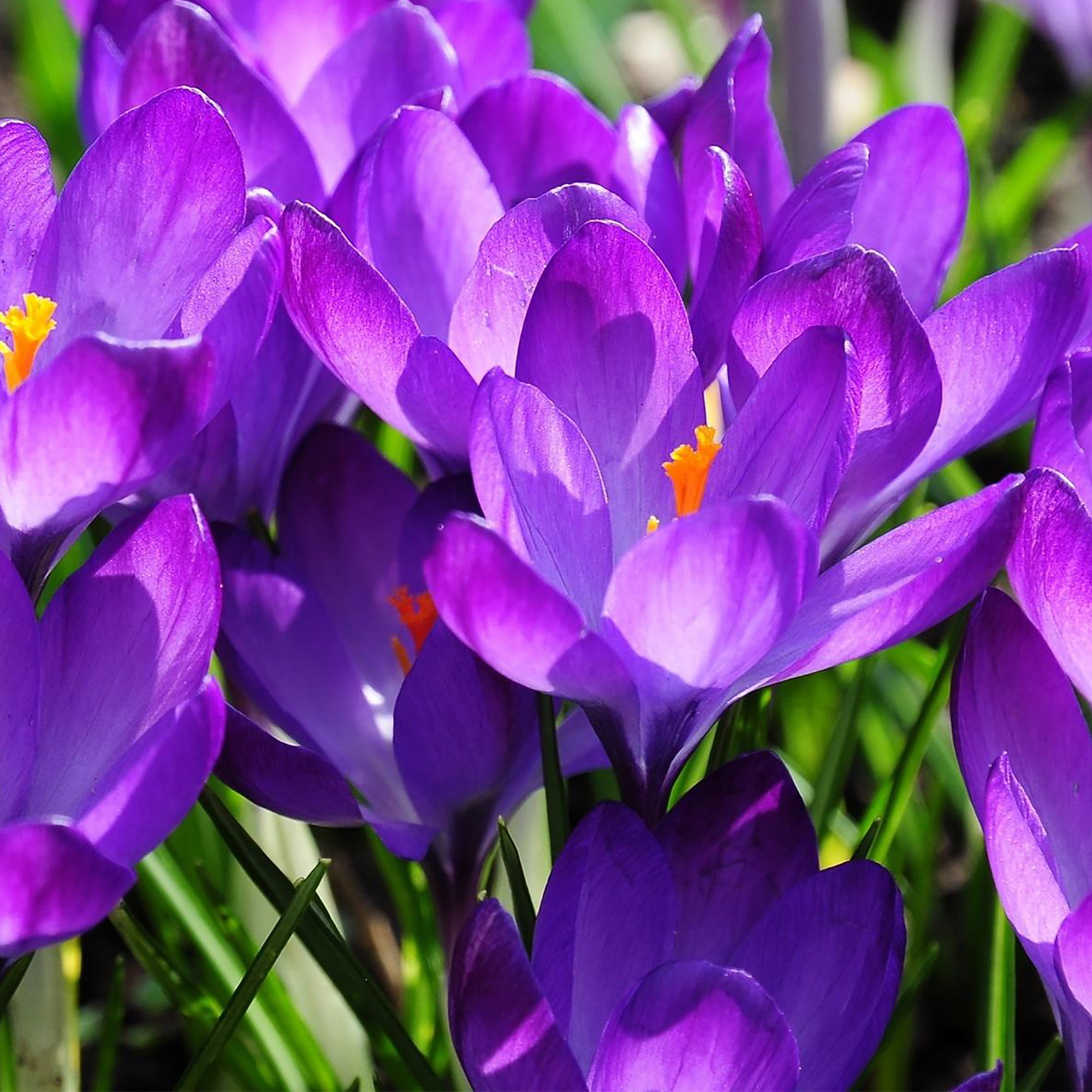 Фиолетовые ранние весенние цветы