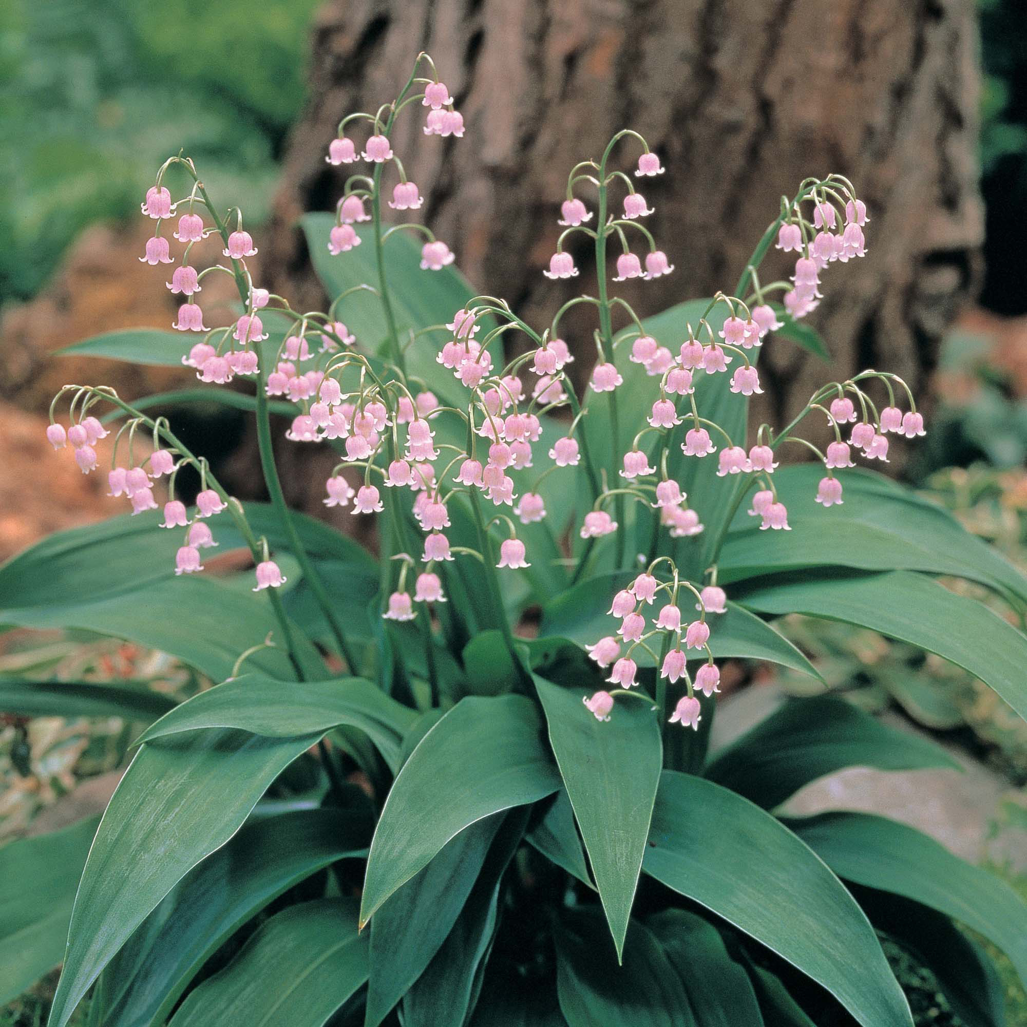 Ландыш Майский grandiflora