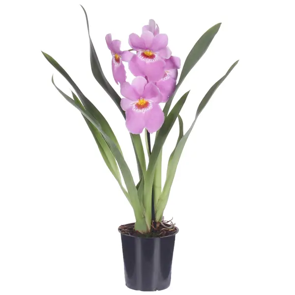 Орхидея Мильтония микс ø12 h45 см Центр букетов сувенир полистоун свет розовый фламинго в траве колба микс 10 5х6х6 см