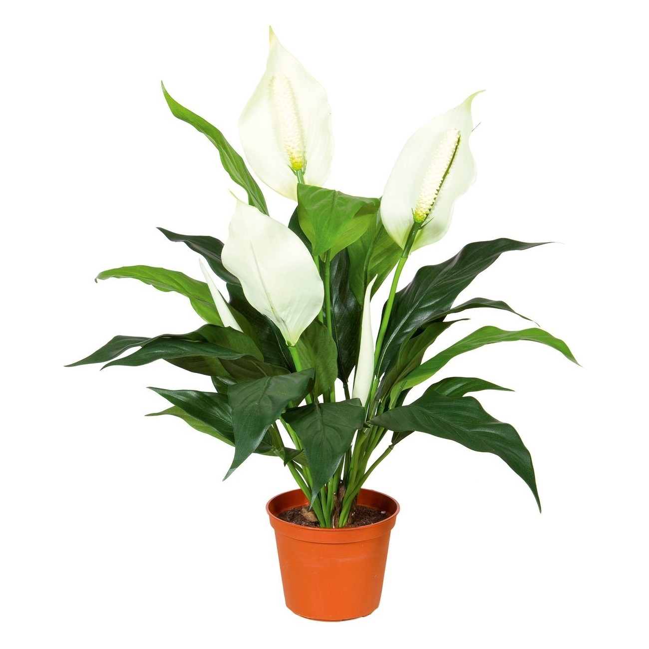 Цветы спацифилиум фото. Спатифиллум Уоллиса (Spathiphyllum wallisii). Спатифиллум Вивальди. Спатифиллум Торелли. Калатея спатифиллум.