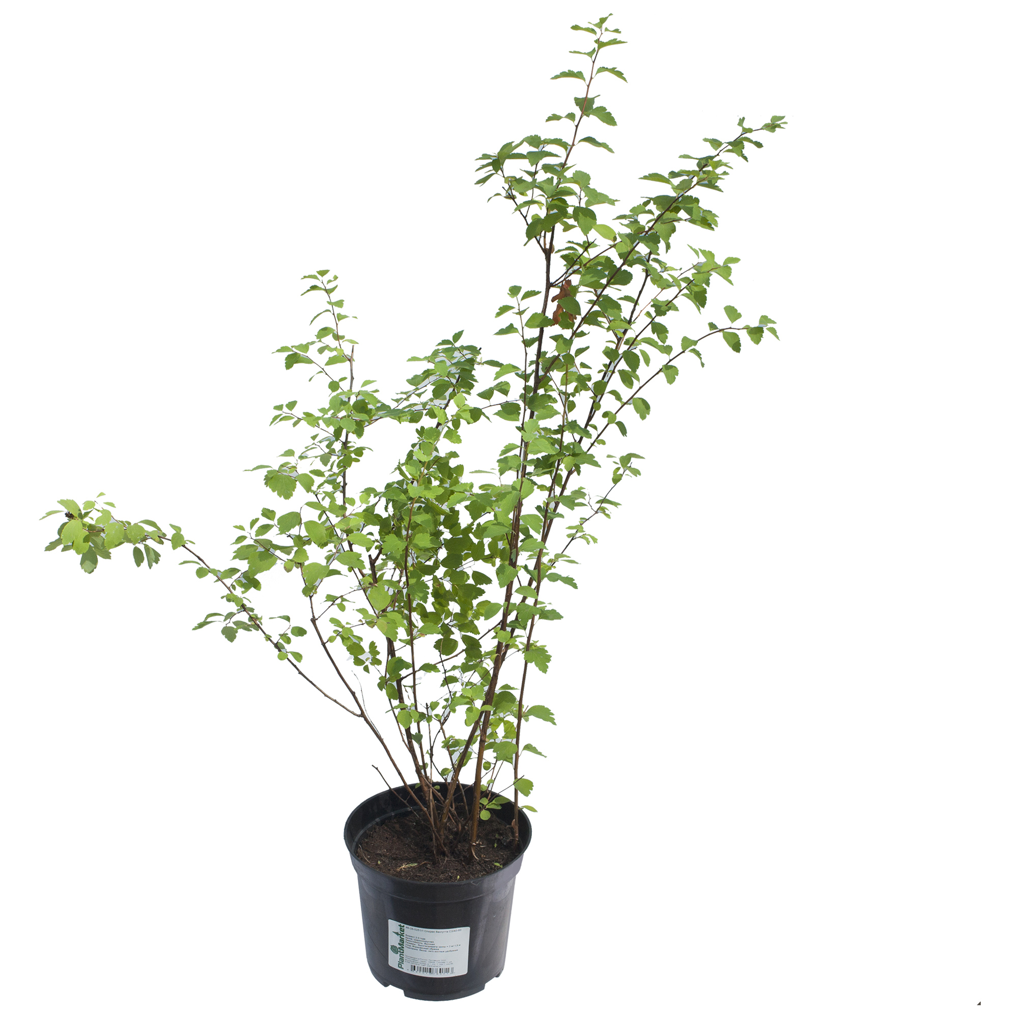 Спирея Вангутта (Spiraea vanhouttei)