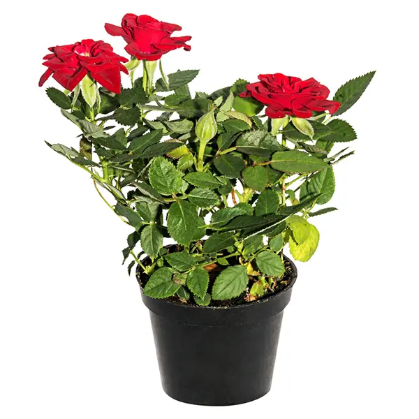 Цветок роза в горшке купить пионы георгины