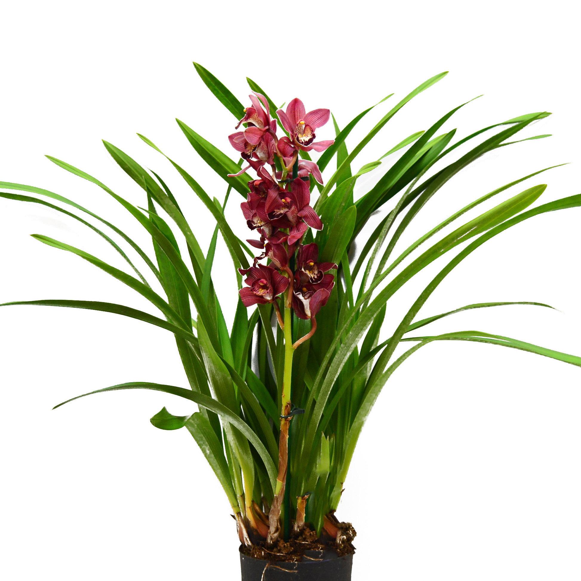 Орхидея Цимбидиум микс