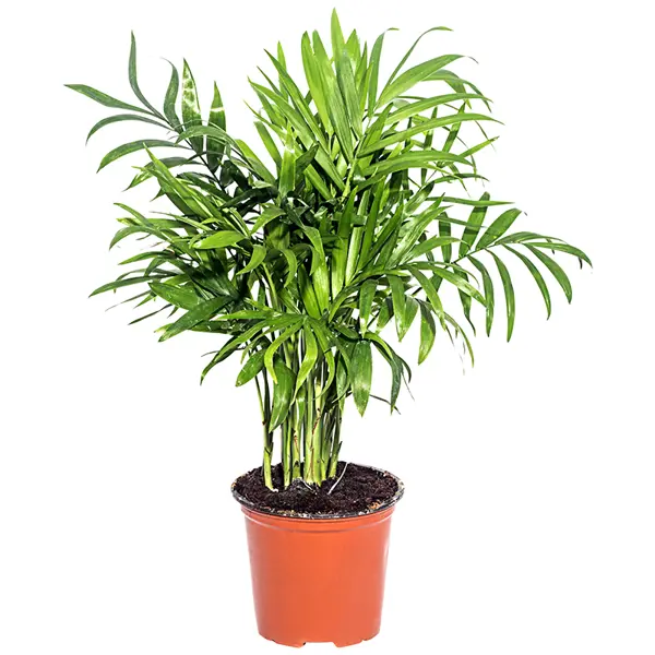 Хамедорея Бридбл 9х35 см растение экодом вырасти бонсай дома секвойя в дизайнерском кубике ручной работы 1061843810415