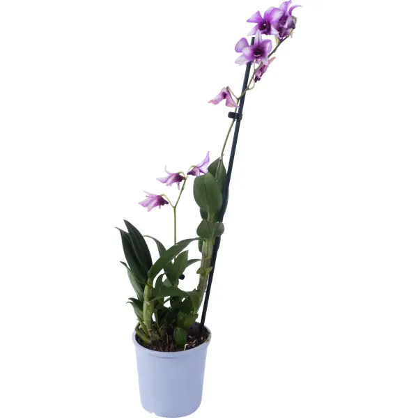 Орхидея Дендробиум Эмма микс 1 стебель ø12 h60 см орхидея пафиопедилум эмма ø9 h35 см