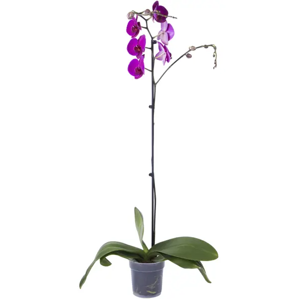 Купить орхидею в рязани где можно купить магазин живых цветов