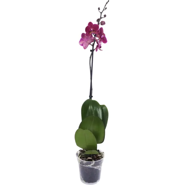 Купить орхидею нижний новгород горшечные цветы с доставкой в подарок
