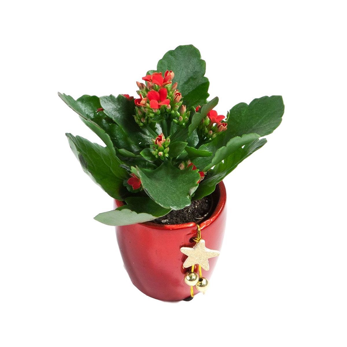 Kalanchoe С†РІРµС‚РѕРє ikea