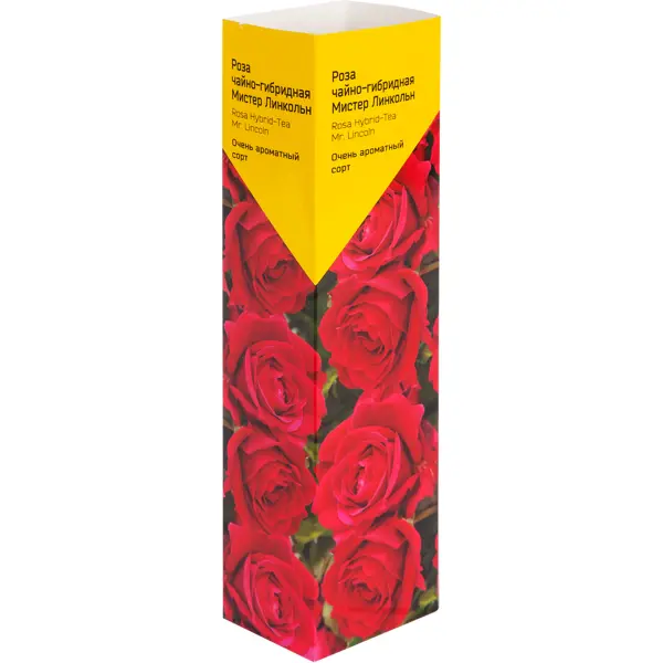 Роза «Чайно-Гибрид» эконом, в ассортименте роза плетистая эконом спрей в ассортименте