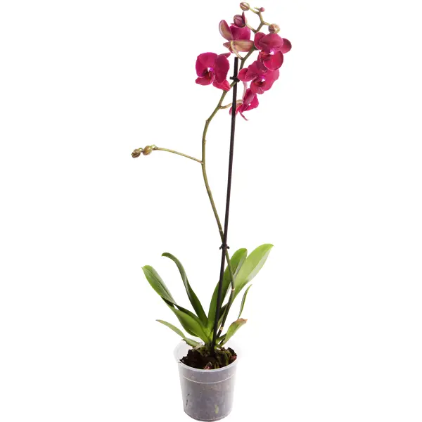 Орхидея Фаленопсис микс 1 стебель ø12 h50 см плант микс d8 h10 35