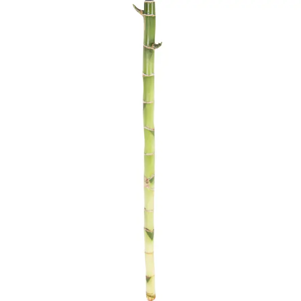 Бамбук Лакки 1х40 см саше ароматическое зеленый бамбук зелено салатовый 10 г