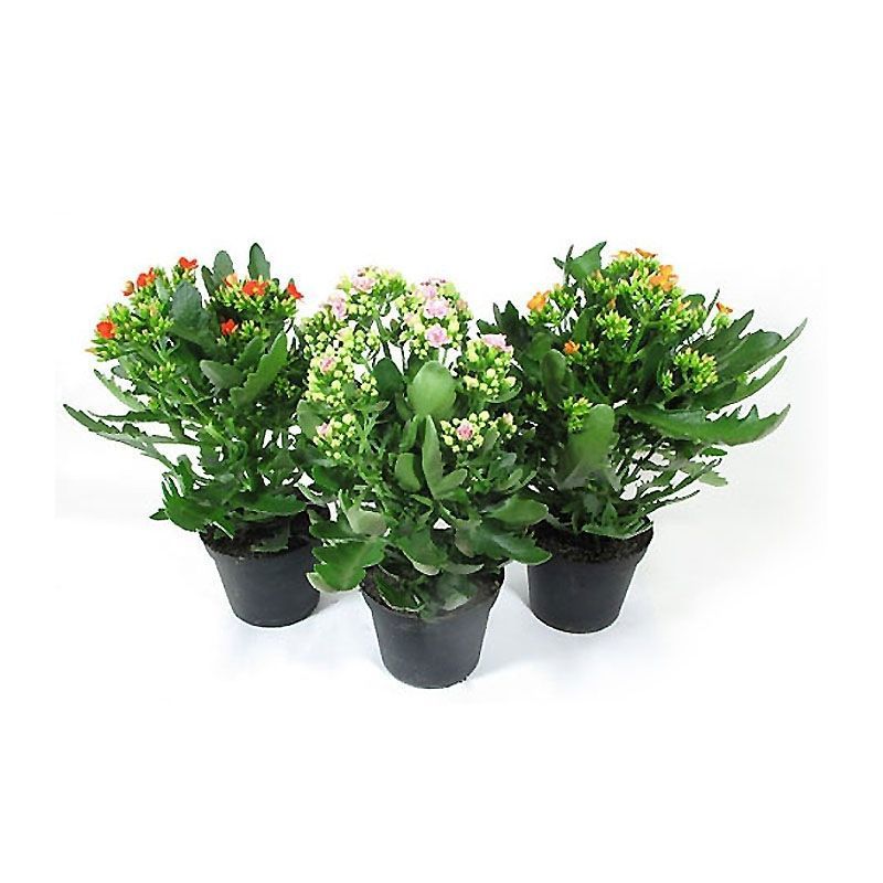 Kalanchoe С†РІРµС‚РѕРє ikea