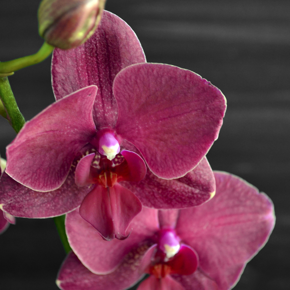 Орхидея Орландо